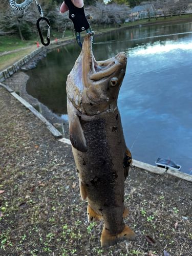 東山湖フィッシングエリア