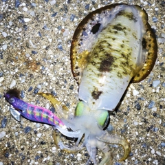 アオリイカの釣果