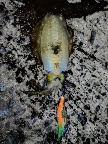 アオリイカの釣果