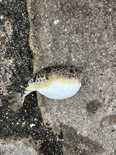 クサフグの釣果