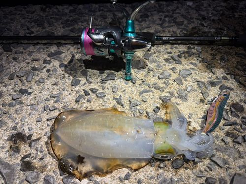 アオリイカの釣果