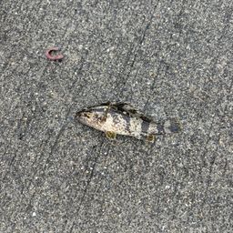 タケノコメバル