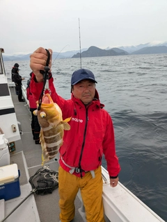 アオハタの釣果