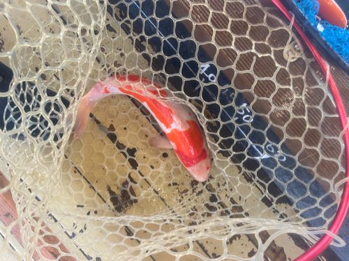 ドイツゴイの釣果