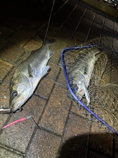 シーバスの釣果