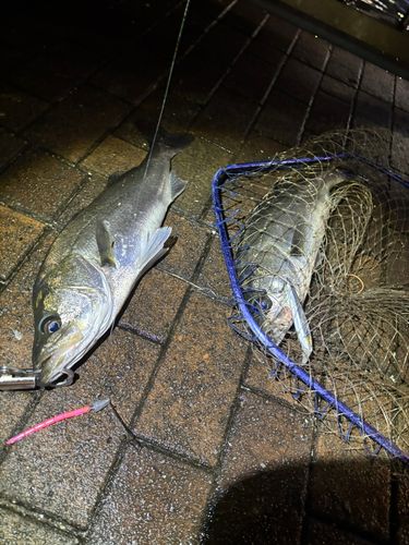 豊洲ぐるり公園