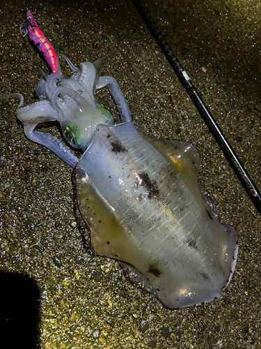 アオリイカの釣果