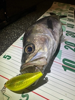 シーバスの釣果