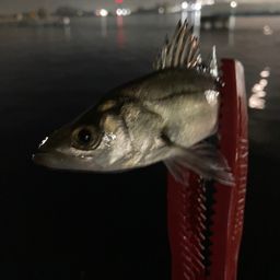 セイゴ（マルスズキ）