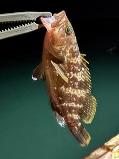 キジハタの釣果