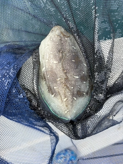 モンゴウイカの釣果