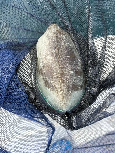 モンゴウイカの釣果