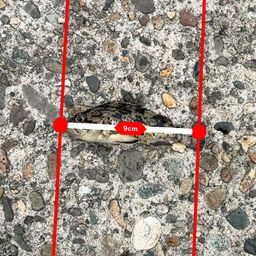 タケノコメバル