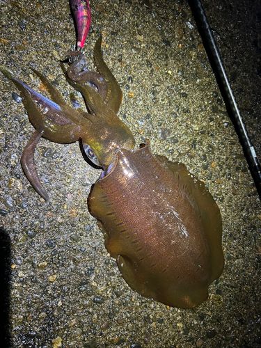 アオリイカの釣果