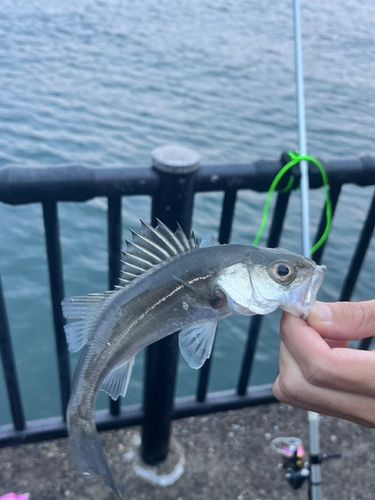 若洲海浜公園海釣り施設