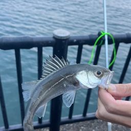 セイゴ（マルスズキ）