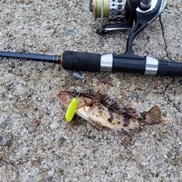 タケノコメバル