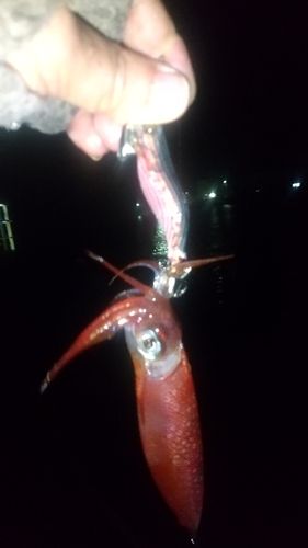 ケンサキイカの釣果
