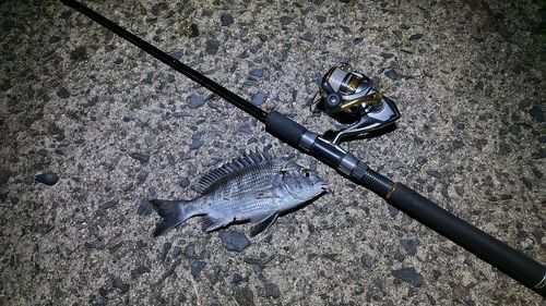 クロダイの釣果