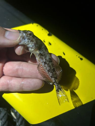 アナハゼの釣果