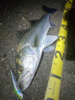 シーバスの釣果