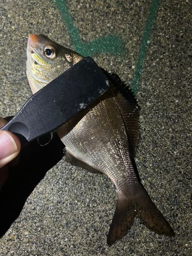 ウミタナゴの釣果