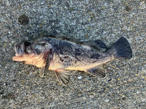 クロソイの釣果