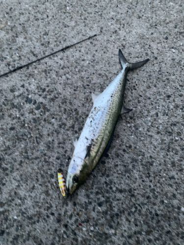 南芦屋浜ベランダ