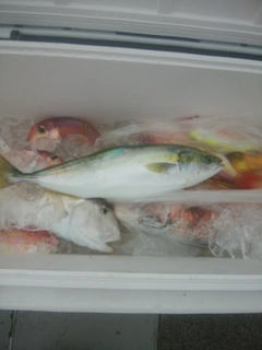 ハマチの釣果