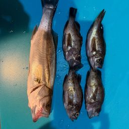 セイゴ（マルスズキ）