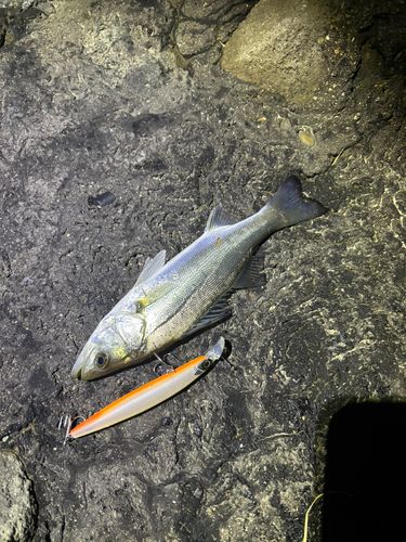 セイゴ（タイリクスズキ）の釣果