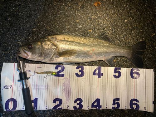 フッコ（マルスズキ）の釣果