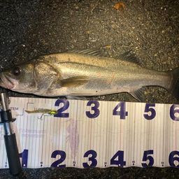 フッコ（マルスズキ）