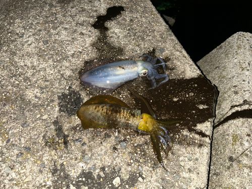 アオリイカの釣果