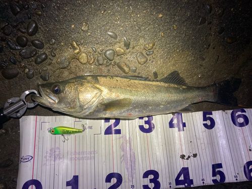 フッコ（マルスズキ）の釣果