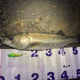 フッコ（マルスズキ）