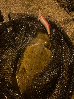 コウイカの釣果