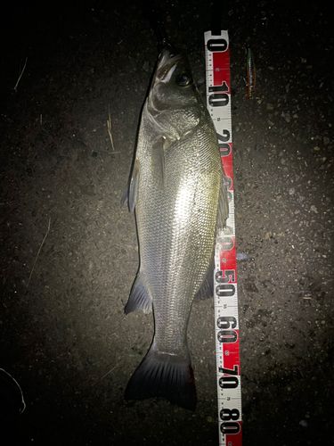 ヒラスズキの釣果