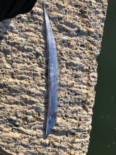 タチウオの釣果