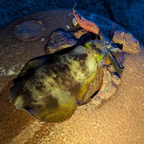 アオリイカの釣果