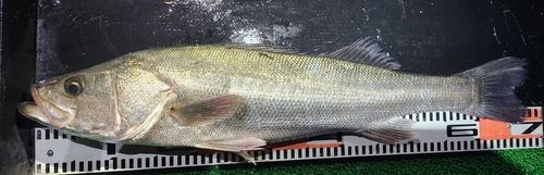 マルスズキの釣果