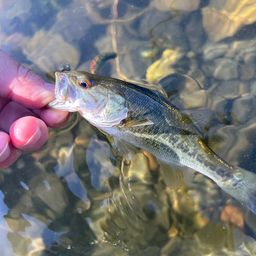 ラージマウスバス