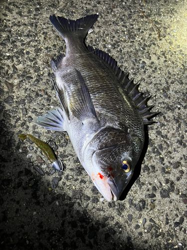 チヌの釣果
