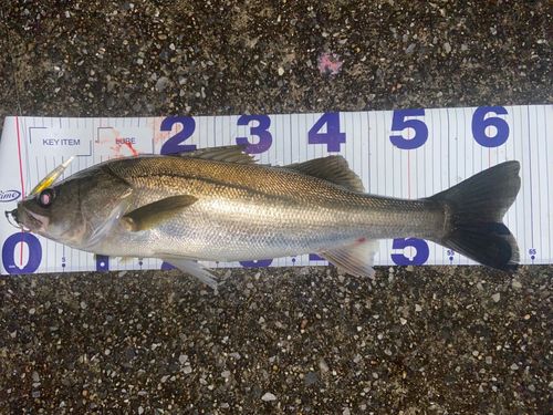 シーバスの釣果