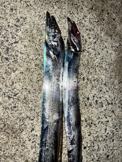 タチウオの釣果