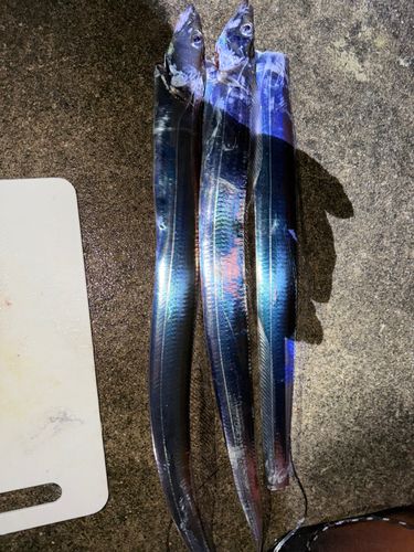 タチウオの釣果