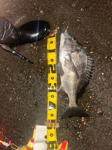 クロダイの釣果