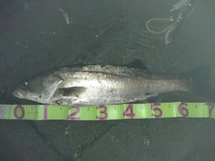 マルスズキの釣果