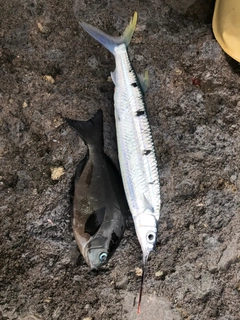 ホシザヨリの釣果