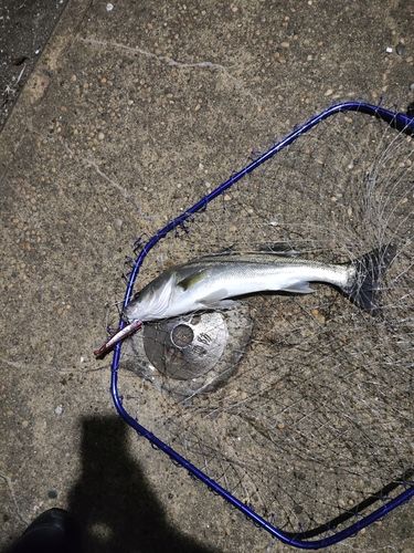 フッコ（マルスズキ）の釣果